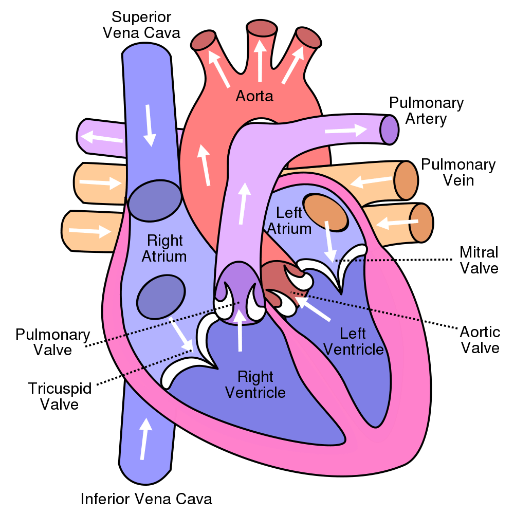 Show me a diagram of the human heart? Here are a bunch ...