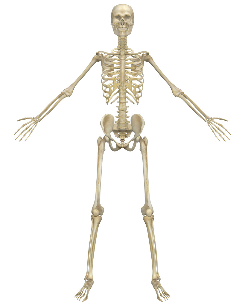 An Introduction to the Skeletal System: Bones and Cartilages