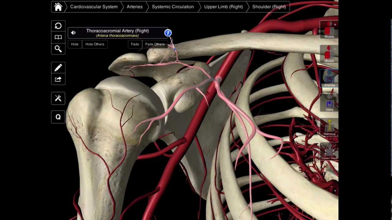 099 The Branches Of The Axillary Artery - Interactive Biology, with