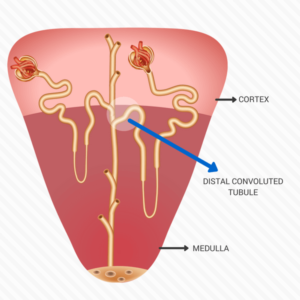 Nephrons: Distal Convoluted Tubule