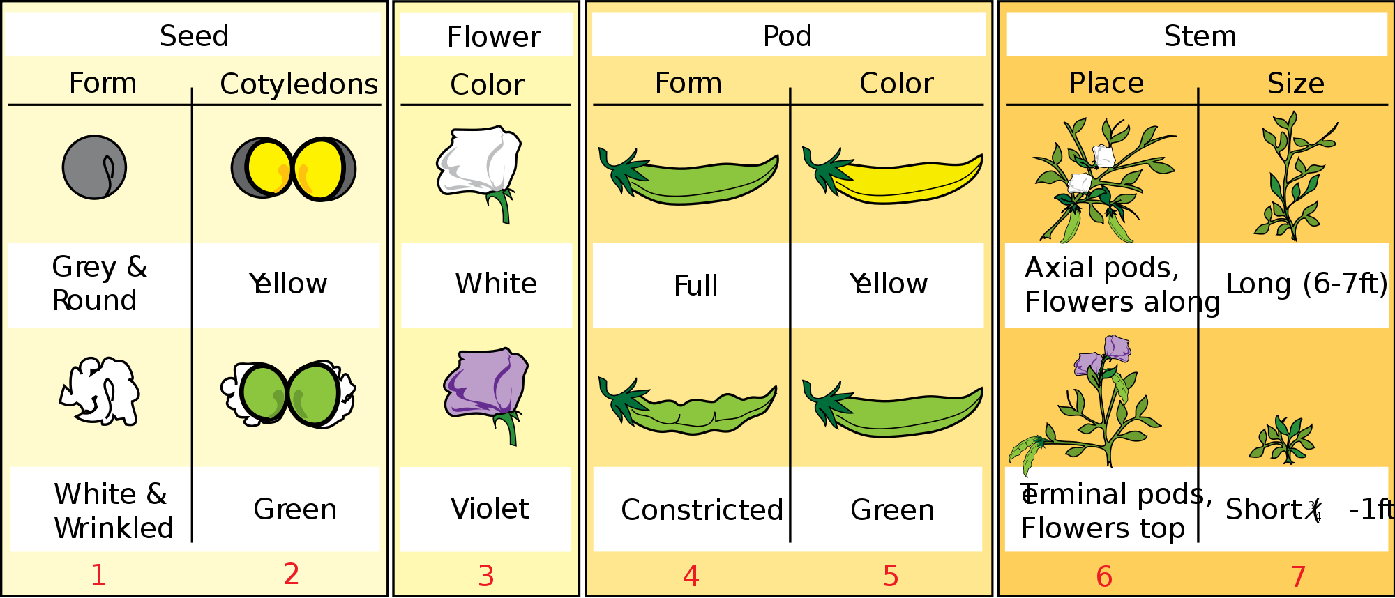Seven different variable traits in pea plants include flower color, seed color, flower position, pod shape, stem length, pod color, and seed shape.