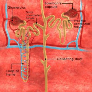The Parts of the Nephron