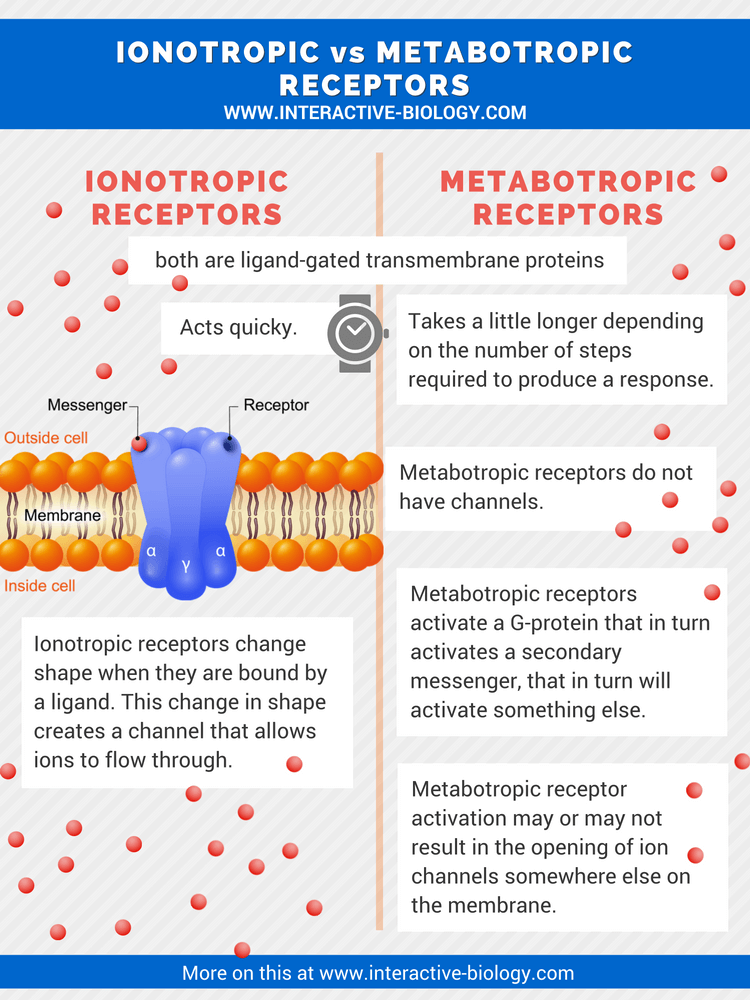 Infographic: an illustrated comparison between ionotropic and metabotropic receptors 