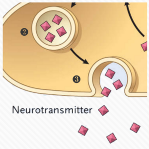 Synaptic transmission step 2 and 3. Neurotransmitter Packaging and release. Neurotransmitters are packaged into vesicles and are released into the synaptic cleft when they receive an order from Ca 2+ ions to do so