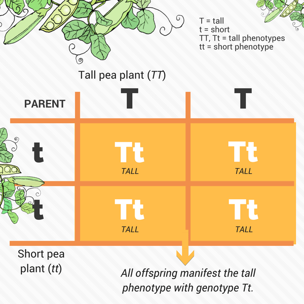 The Punnett square shows that if we cross a tall pea plant with genotype TT and a short pea plant with genotype tt, all offsprings will be tall with genotype Tt.