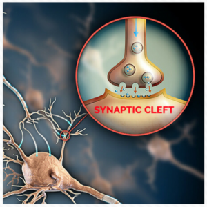 Image shows point of synaptic junction between two neurons