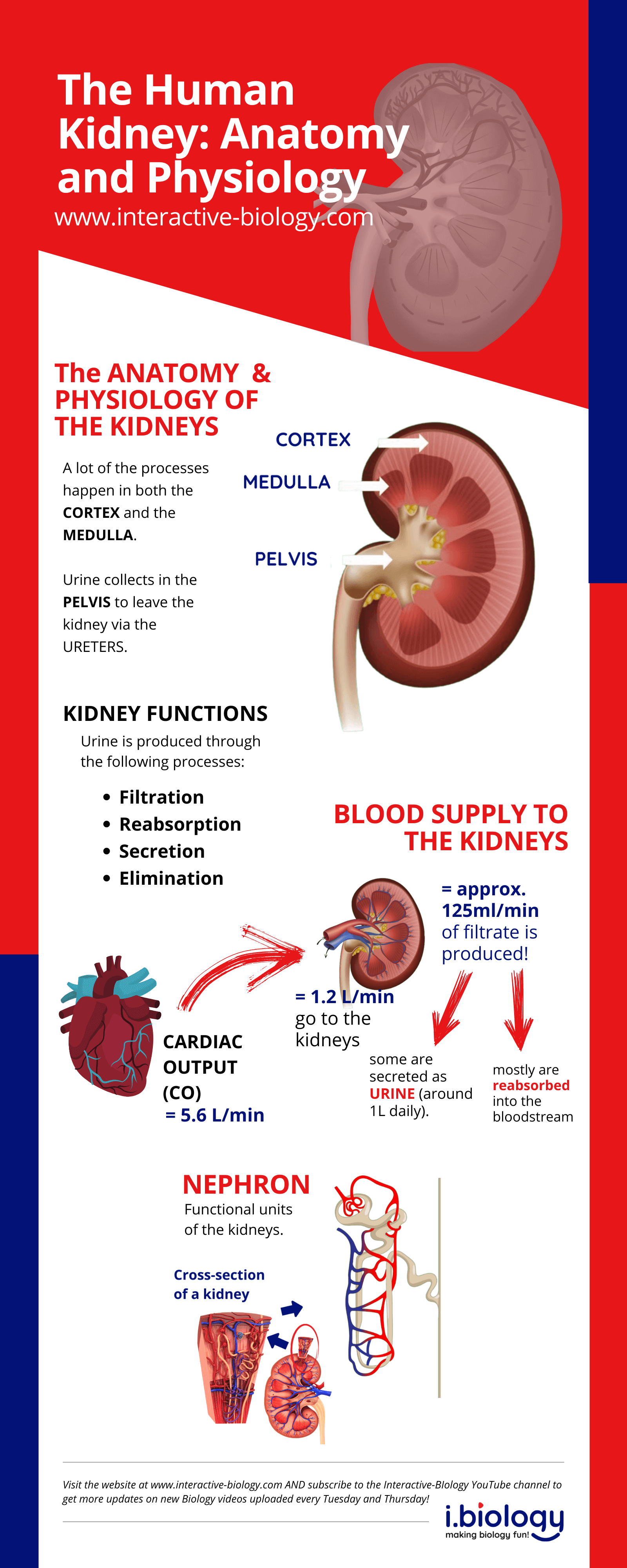 Infographic shows Kidney anatomy and physiology and a brief overview of how blood is supplied to the kidneys.