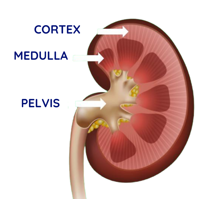Image showing the kidney with parts labeled as cortex, medulla, and pelvis.