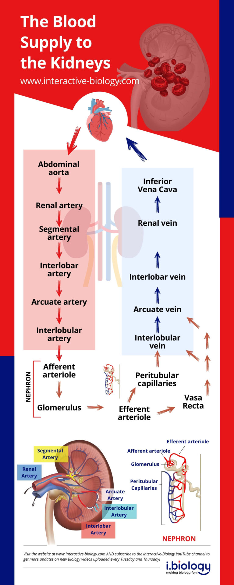The Blood Supply to the Kidneys - Interactive Biology, with Leslie Samuel