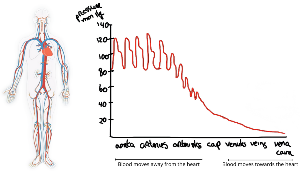 The graph shows the change in blood pressure values as the heart beats and contracts to pump the blood to the different parts of the body. It reflects the greatest amount in blood pressure during ventricular contraction. This is recorded as the systolic pressure.