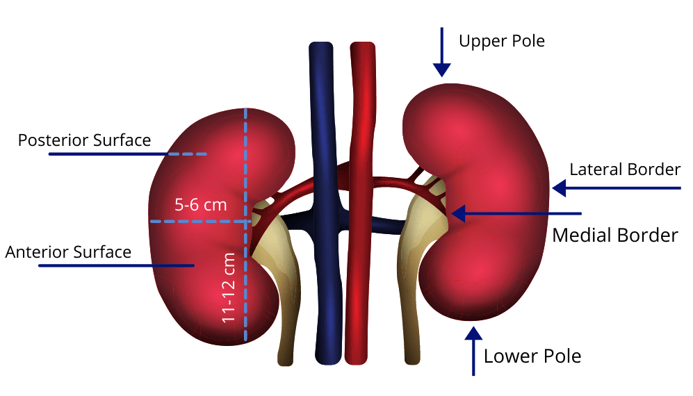 Exterior structure of the kidney. Parts include the upper and lower poles, the posterior and anterior surfaces, and the lateral and medial borders. Image shows kidneys in the shape of a kidney measuring approximately 11-12 cm in length and 5-6 cm in width.