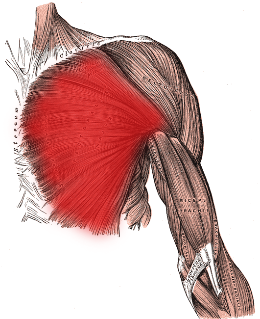 Pectoralis Major is commonly known as "pec major".