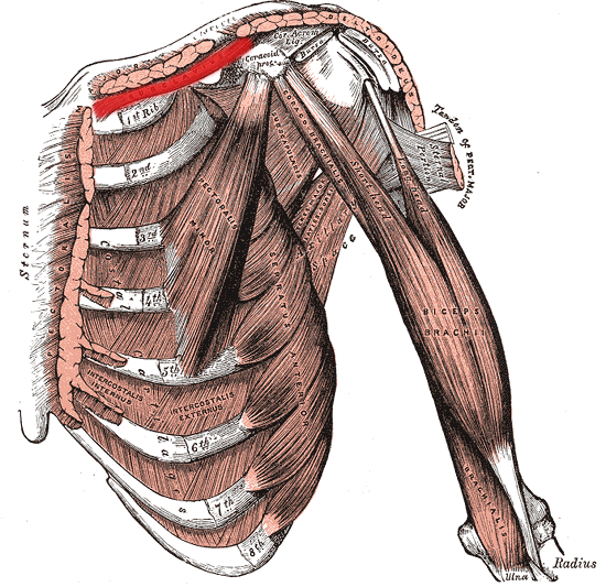 Subclavius muscle is that little muscle that goes from the first rib to the clavicle.