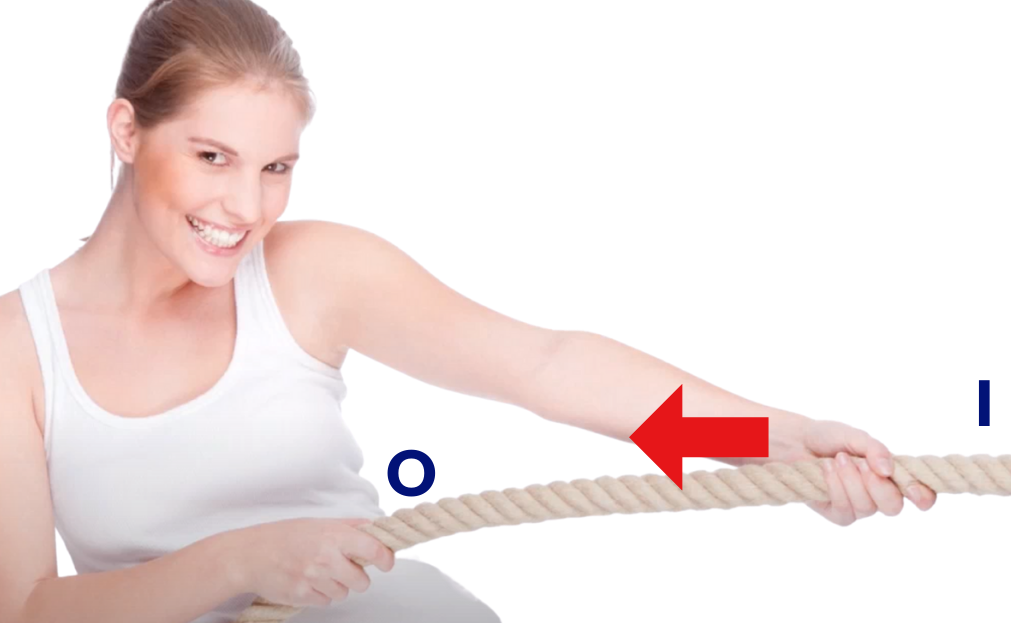 Illustrating origins and insertions with a woman pulling a rope. Whatever object the woman is pulling from the insertion point (I), that object will move in the direction towards the point of origin (O).