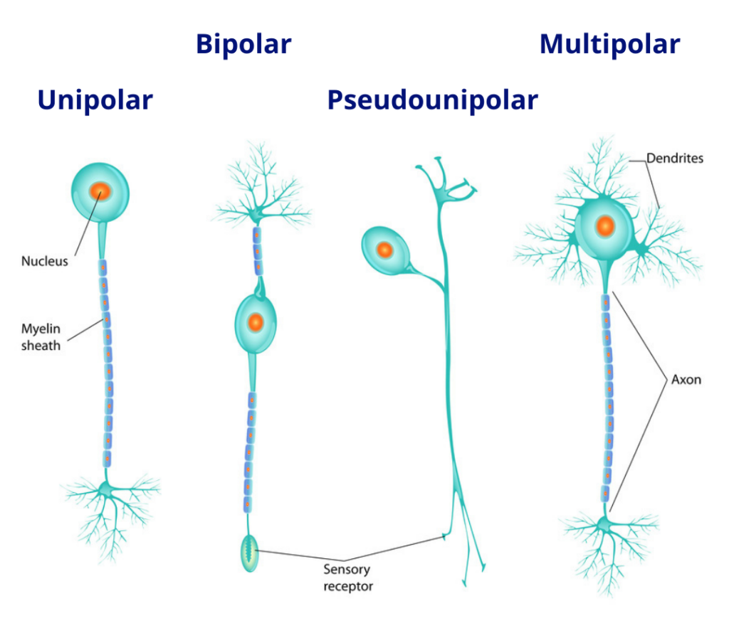 The different types of Neurons are Multipolar, bipolar, pseudounipolar, and unipolar neurons.
