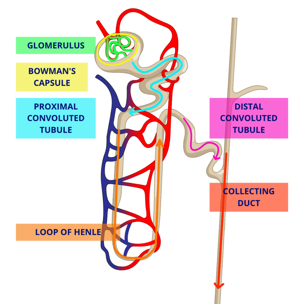 The different parts of the nephron include the renal corpuscle (glomerulus and Bowman's capsule), Proximal convoluted tubule, Loop of Henle, Distal Convoluted Tubule, Collecting duct.