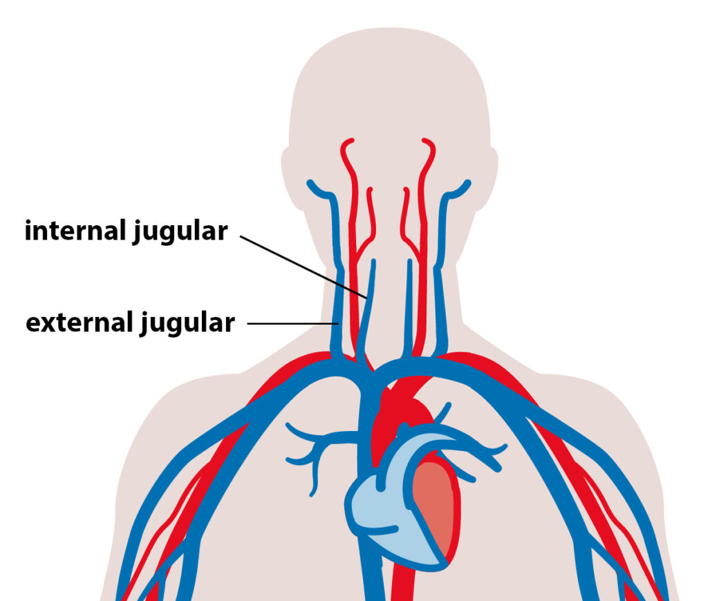 Positions of the internal and external jugular veins in a human body.