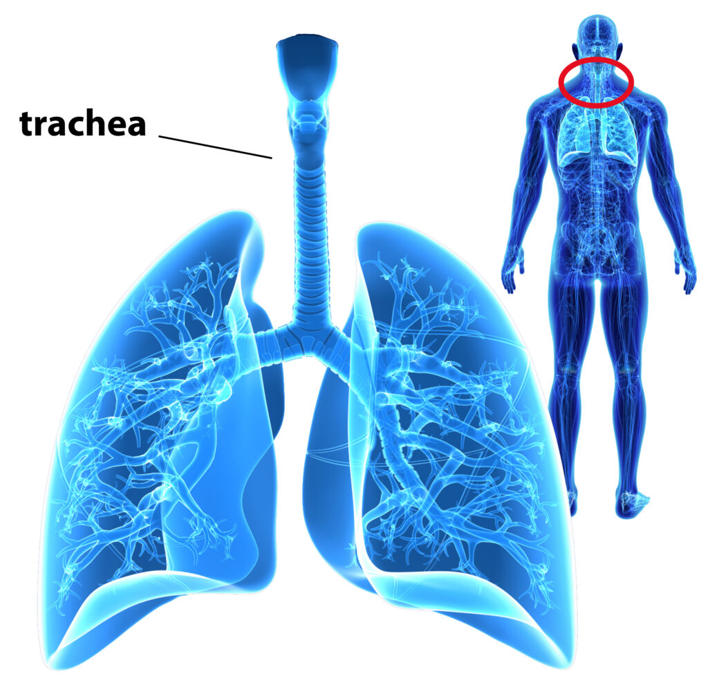 The trachea is positioned overlapping near the internal jugular vein, in the neck area. It is part of the pathways that air passes through before reaching the lungs.