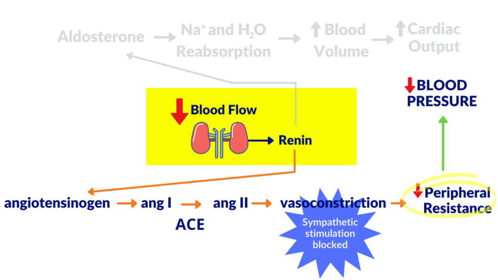 Drugs That "Block" Sympathetic Stimulation reduce vasoconstriction and in essence, decreases blood pressure by decreasing peripheral resistance.