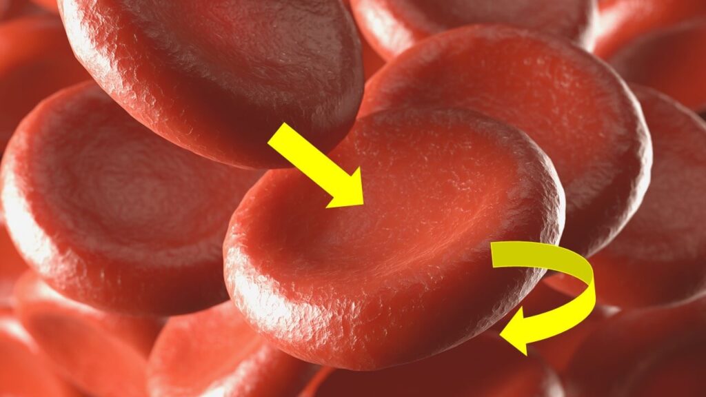 Red blood cells have a biconcave shape.