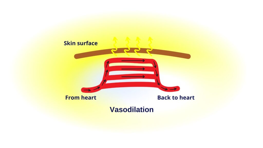 When exposed to hot surroundings, blood is routed farther from the core out to the periphery and gives off heat to the environment to stabilize the temperature inside the body.