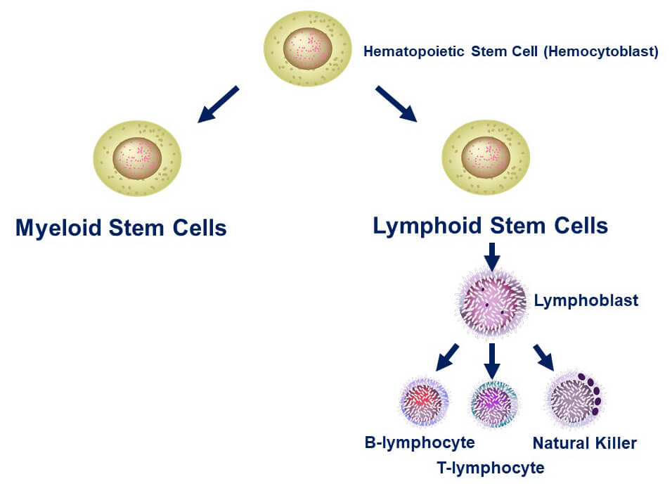 Lymphoid stem cells develop into lymphoblasts which are precursor cells for lymphocytes.
