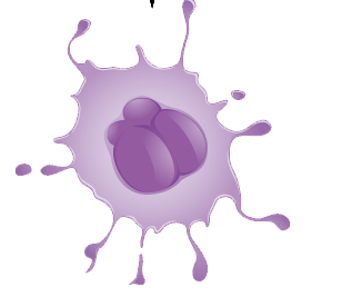 Megakaryocyte. Platelets form from remnants of mature megakaryocytes.
