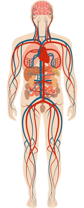 Blood transports different materials to different parts of the body.