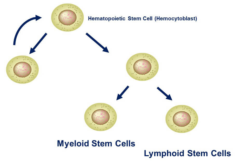 The precursor cell Hemocytoblast may either divide to become other hemocytoblasts or become either a myeloid stem cell or a lymphoid stem cell.