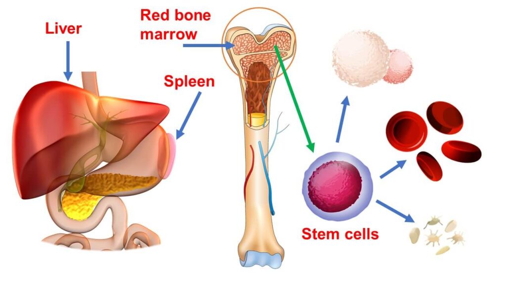 The illustration shows different sites of blood formation as the embryo develops. Eventually, as it turns to an adult, hemopoiesis now occurs in the bone marrow.
