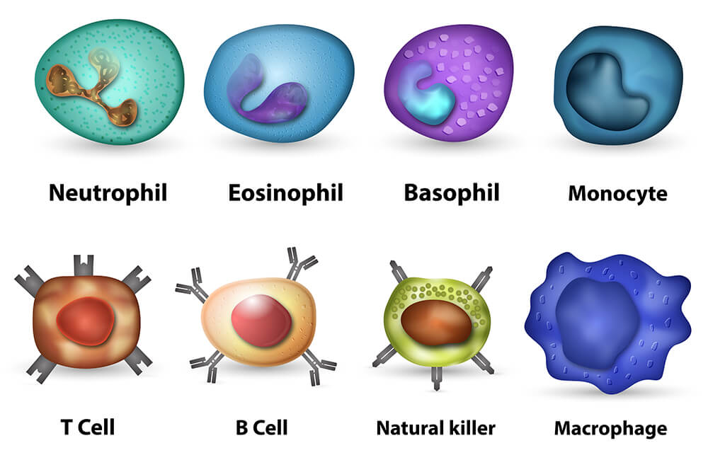 The different types of White Blood Cells in the blood.