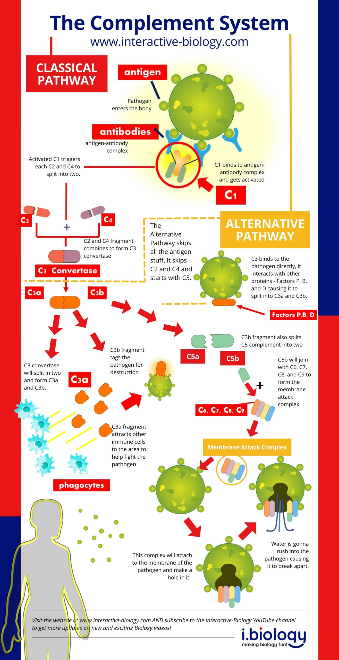 Infographic: The Complement System