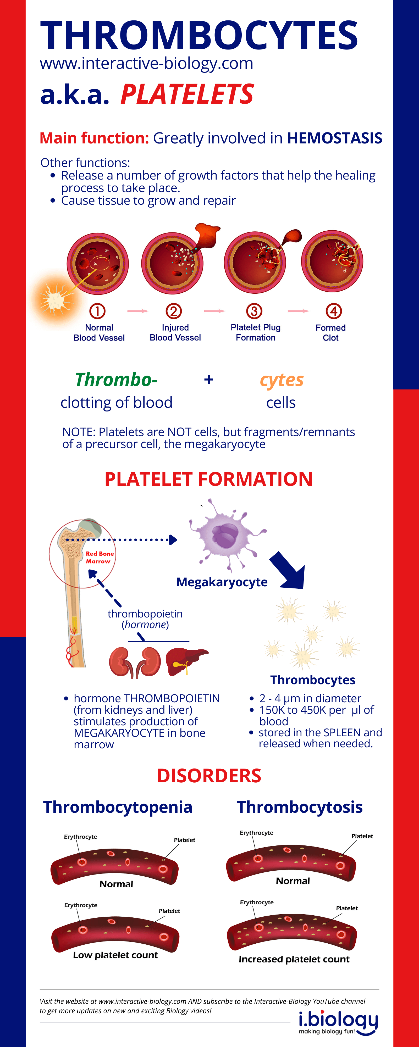 Infographic: Platelelts / Thrombocytes