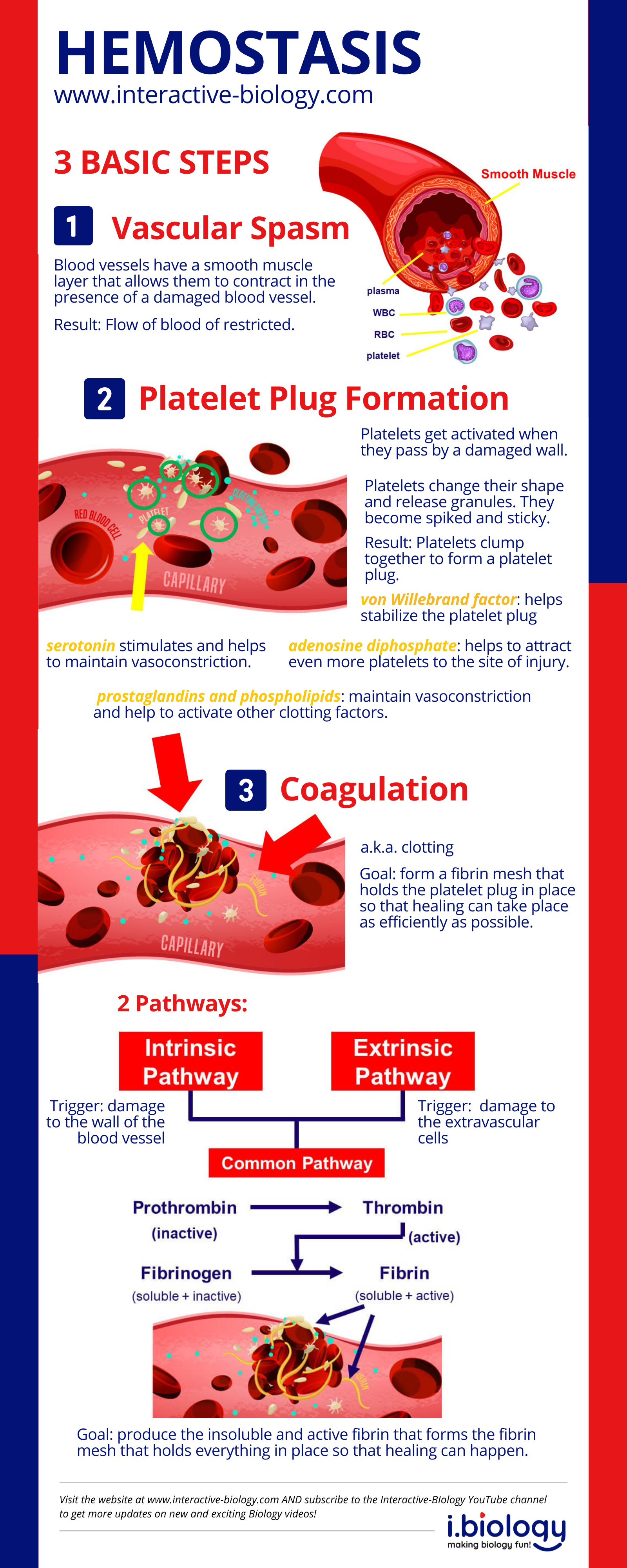 Infographic: Hemostasis | How we Stop Bleeding