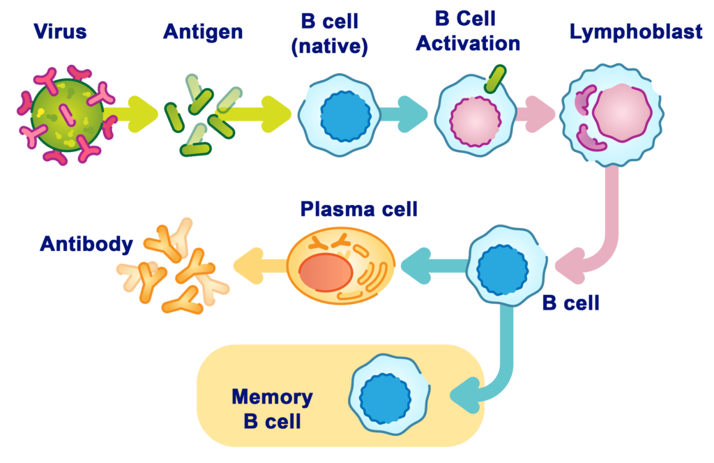 B cells / lymphocytes of the immune system are involved in humoral / antibody-mediated immunity.