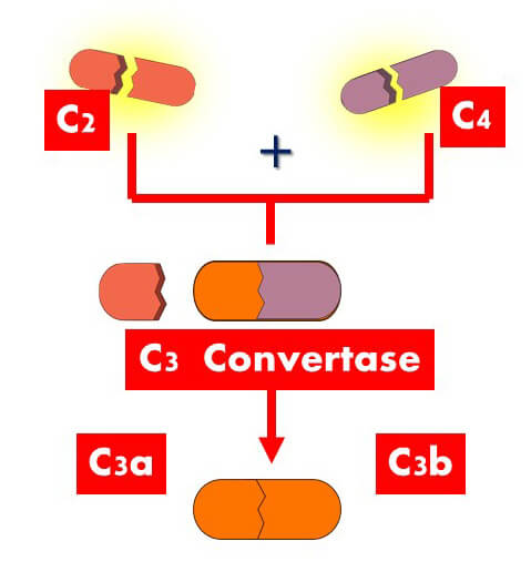 A fragment from C2 and a fragment from C4 combine to form C3 Convertase which then splits to form a smaller fragment C3a and a bigger fragment C3b.