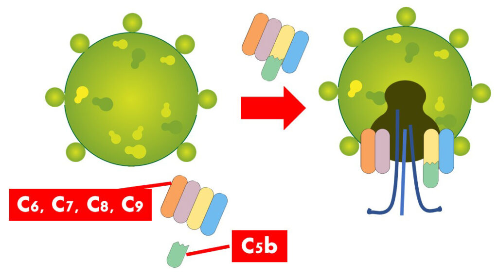 Fragment C5b joins C6 - C9 to form a membrane attach complex that destroys the pathogen by creating a whole on its wall.