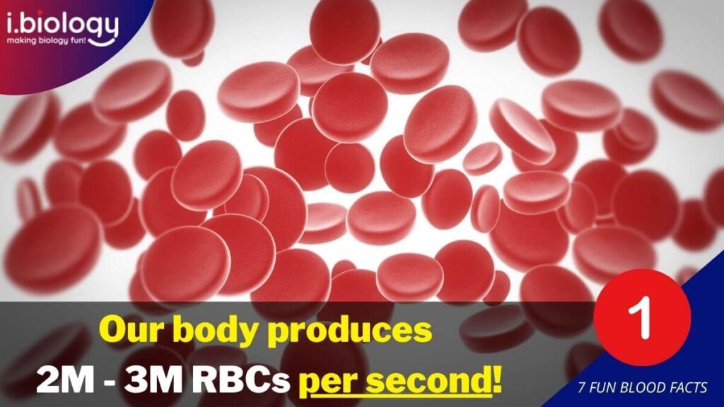 The body produces 2M-3M of RBCs per second.