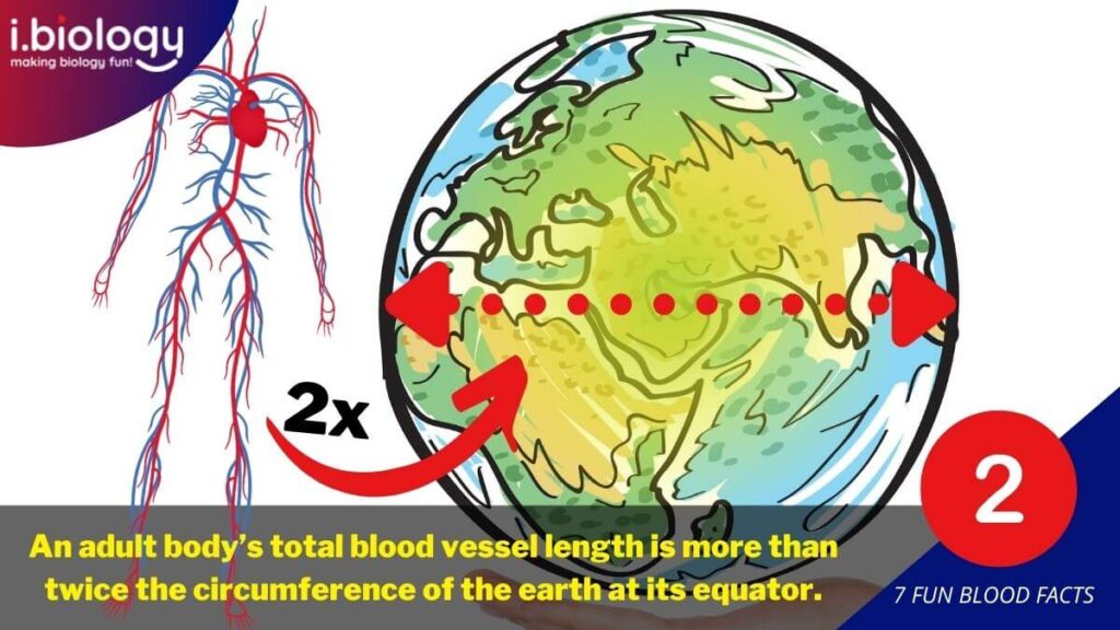 An adult body's total blood vessel length is more than twice the circumference of the earth at its equator.