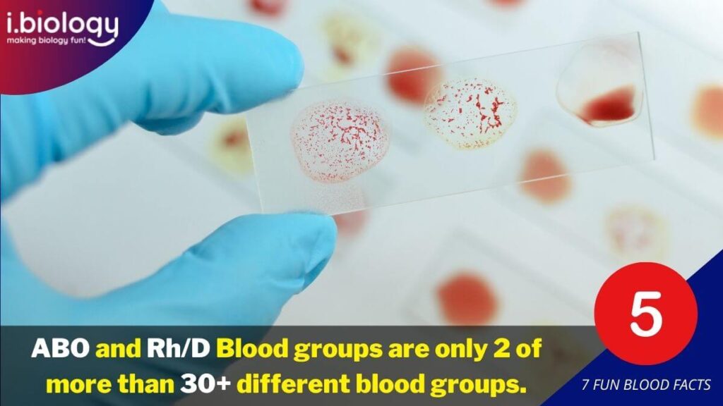 ABO and Rh blood groups are only 2 out of more than 3 different blood groups that make up the different blood types.