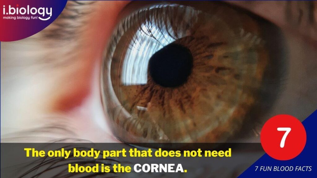 The cornea of the eye is the only body part that does not use blood.