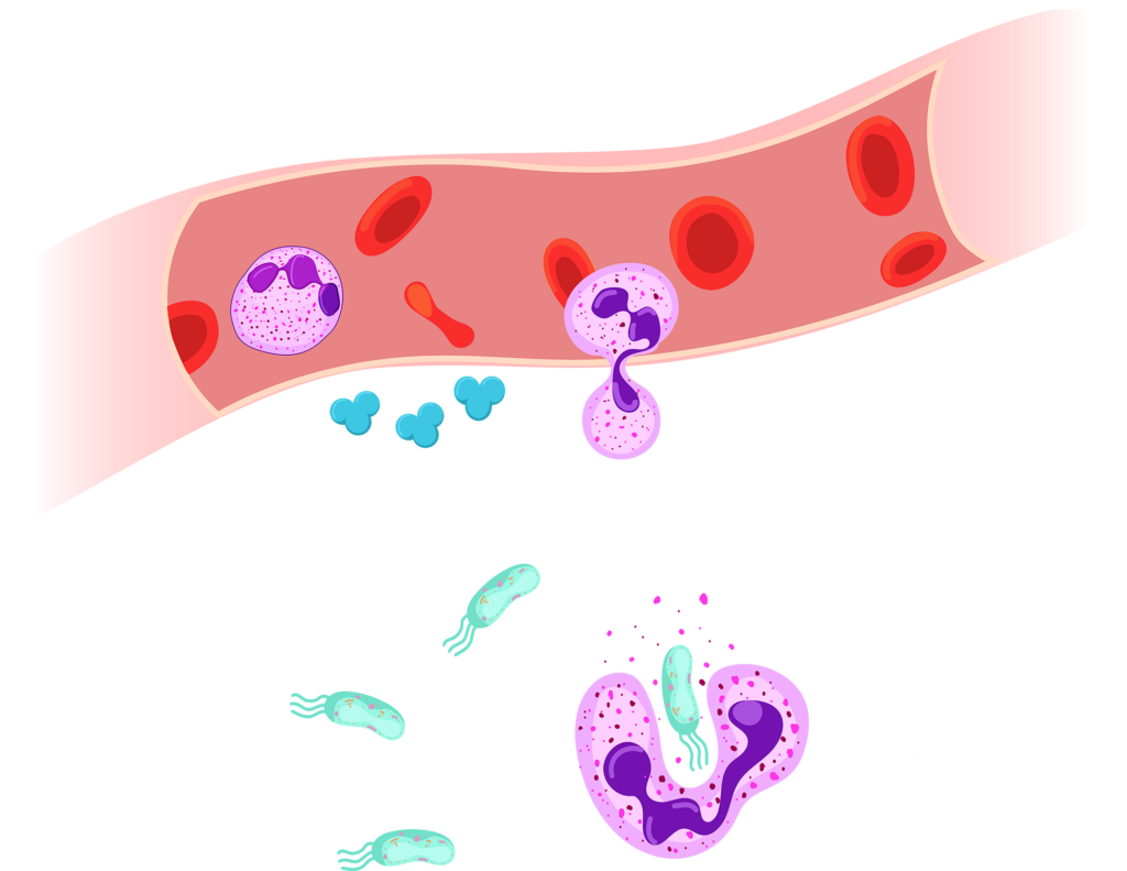 Phagocytosis involves engulfing the pathogen and killing them inside breaking the pathogens into smaller fragments.