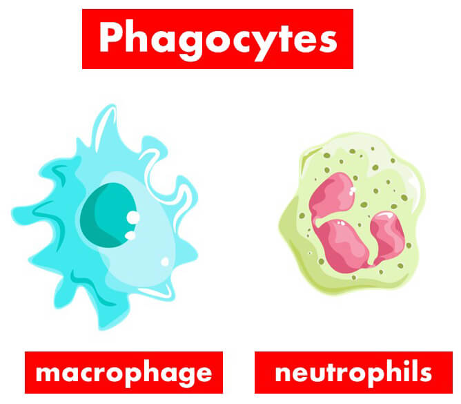 Two major types of phagocytes: Macrophages and neutrophils