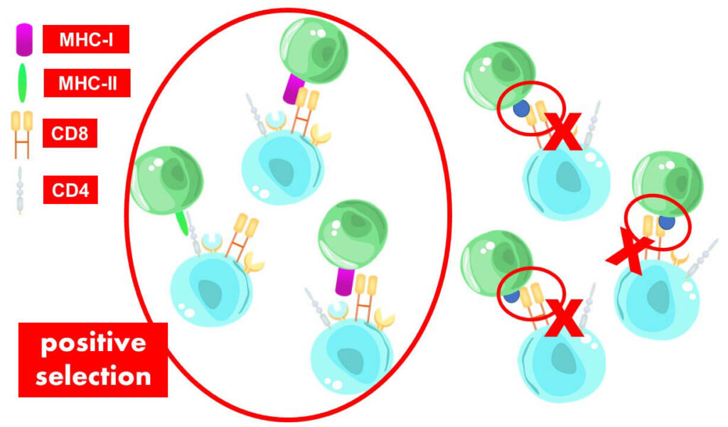 Positive selection involves selecting and keeping the T cells that positively bind with MHC molecules. If they don't, they are removed from the system by apoptosis.