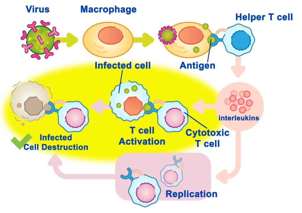 Cytotoxic T cells of the immune system recognize antigens on the surface of an infected cell and goes on to attack the infected host cell.