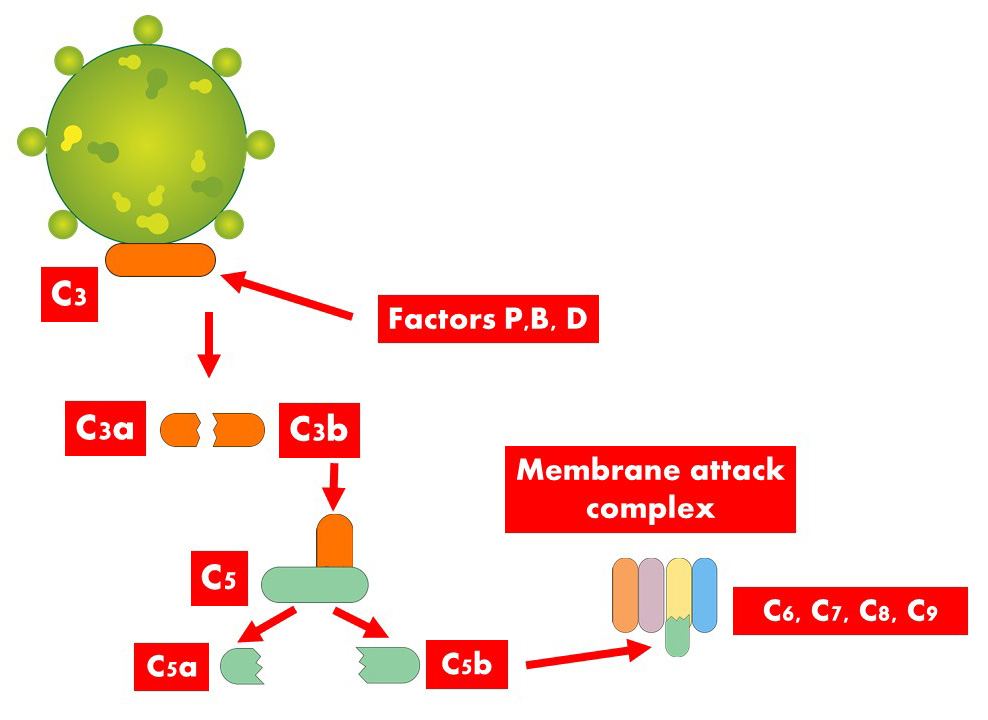 The alternative pathway skips C1, C2, C4 and starts with C3 binding itself to the pathogen.