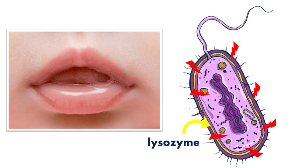 Saliva have lysozymes which are enzymes that can break down bacterial cell walls.
