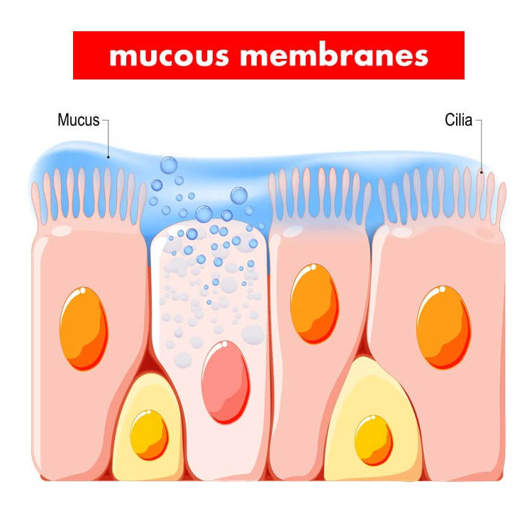 Mucous membranes can stop pathogens from going further inside the body by trapping them in the mucus.