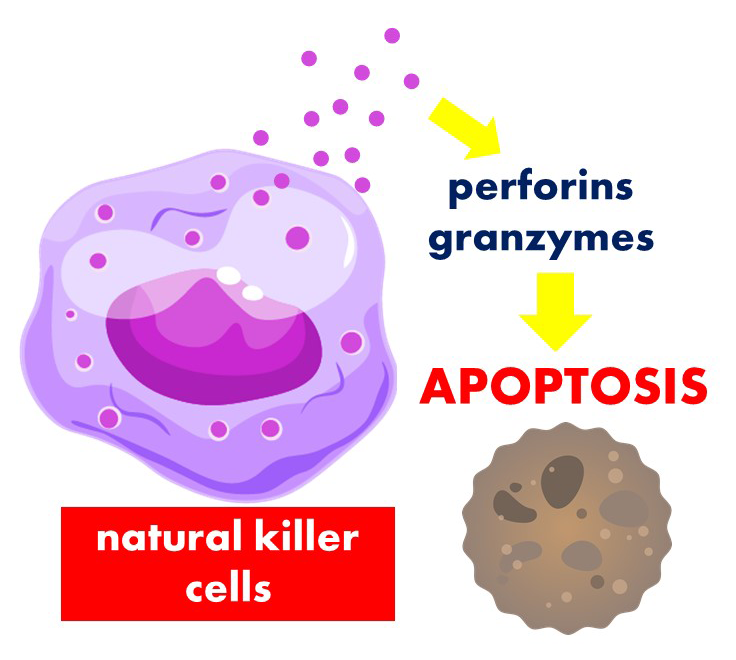 Natural killer cells have perforins and granzymes in their granules. Perforins make holes in the cell wall of the bacteria, then granzymes enter triggering apoptosis or cell death.