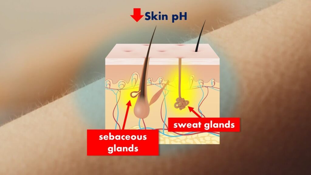 The skin is one of the physical barriers that pathogens have to pass through to get inside our system.